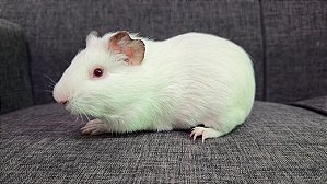 Porquinho da India inglês Macho - R$ 100,00 (LEIA A DESCRIÇÂO)