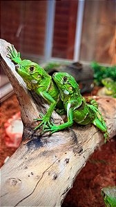 Iguana Nordestina (iguana iguana)- R$ 2.900,00 à Vista ou em 6X no cartão. (LEIA A DESCRIÇÃO)