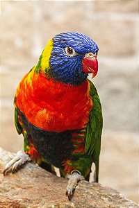 Loris Molucanos (Trichoglossus haematodus) - R$ 2.185,00 à vista ou em 6 x R$ 383,30 no cartão de crédito (LEIA A DESCRIÇÂO)