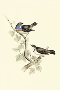 Quadros Pássaros  kit com 4 peças 30 x 40cm (Com Paspatur de 5cm)