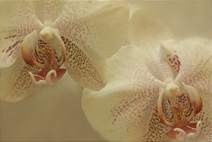 Impressão em tecido Canvas Floral Romântico
