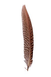 Pena Grande Marrom Mesclado Bird - Coleção Pena