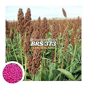 Sorgo Granífero BRS 373 Gransafra - 10kg