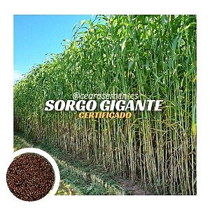 Sorgo Gigante Agro Sena - saco c/ 06 kg (FRETE GRÁTIS)