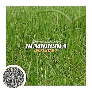 Brachiaria Humidícola Llanero (sementes incrustadas) - saco c/ 10 kg