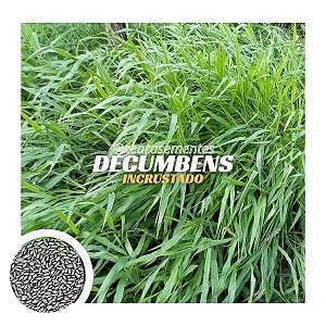 Brachiaria Decumbens c/ sementes incrustadas - Embalagem c/ 10 kg