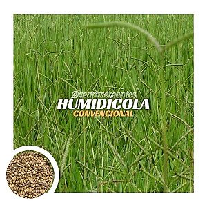 Brachiaria Humidícola Llanero (Dictyoneura) - saco c/ 10 kg