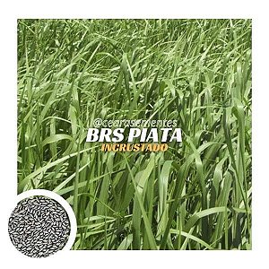 Brachiaria BRS Piatã (sementes incrustadas) - saco c/ 10kg