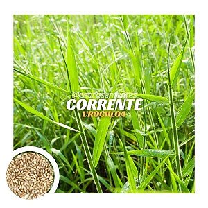 Capim Corrente (Urochloa Mosambicensis) - saco c/ 10 kg