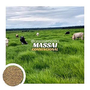 Capim Massai Panicum Maximum tradicional 15 kg