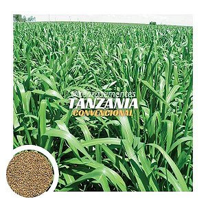 Capim tanzania (Panicum Maximum) 15kg