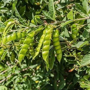 Feijão Guandú - Saco com 10 kg