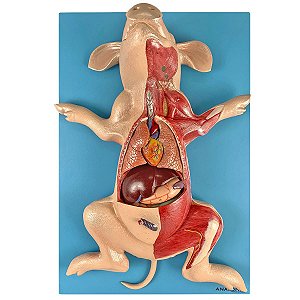 Anatomia do Porco em Placa - TZJ-0610-OP