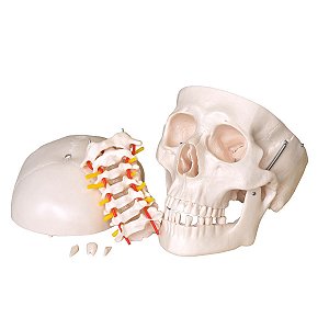 Crânio com Coluna Cervical - TGD-0103-C