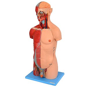 Torso Luxo 85 cm, Bissexual, com Coluna Exposta, em 32 partes - TZJ-4040-A