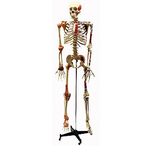 Esqueleto Aprox 168 cm Ligamentos e Inserções Musculares