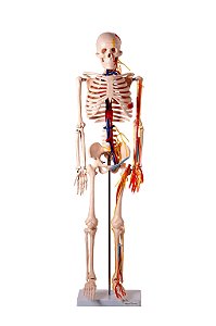 Esqueleto 85 cm com Nervos e Vasos Sanguíneos - TGD-0112-C