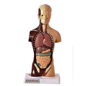 Torso de 28cm Assexuado em 15 Partes - TGD-0209