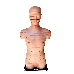 Torso em Disco, Corte Axial, em 20 Partes - TGD-0220