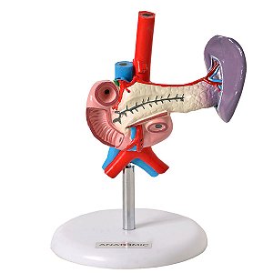 Pâncreas e Duodeno - TGD-0325-E