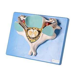 Coluna Vertebral Lombar - TZJ-0144