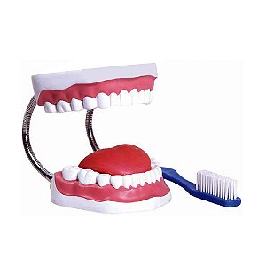 Arcada Dentária com Língua e Escova - TZJ-0312-B