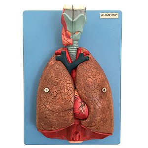 Sistema Respiratório e Cardiovasc Luxo 7 partes - TZJ-0318-A