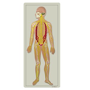 Sistema Nervoso em Placa - TZJ-0328-B