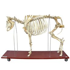 Esqueleto de Vaca Tamanho Natural - TGD-0609-V