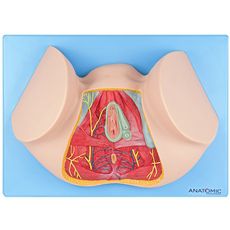 Assoalho Pélvico Feminino - TZJ-0353-FA