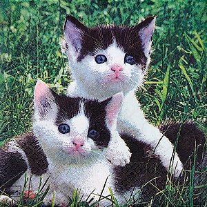 Guardanapo de Papel - Gatos na Grama - Home Fashion