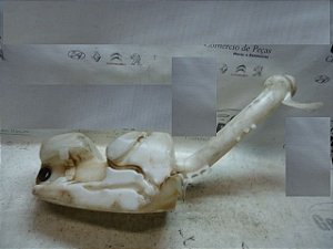 Reservatório Agua Limpador Para-brisa C. Detalhe Tampa Xsara