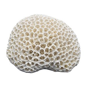 Coral Em Resina Cerebro 16X13
