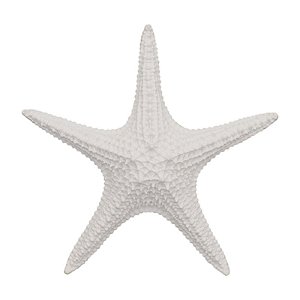 Enfeite Estrela Do Mar Com Textura