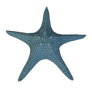Estrela Do Mar Com Textura Azul