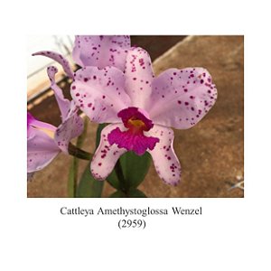 Orquídea Cattleya Amethystoglossa Wenzel