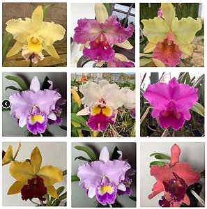 KIT 10 Mudas de Cattleya Identificada
