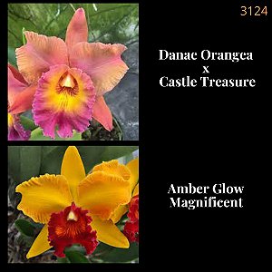 Danae Orange x Amber Glow (3124)