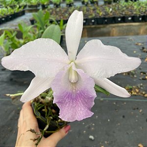 Cattleya Híbrida - E11