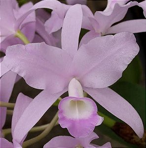 Skinner Coerulescens