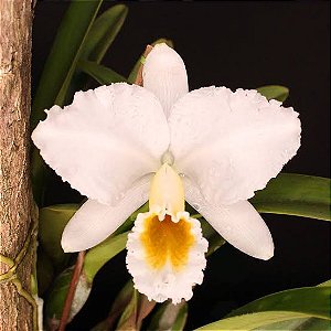 Cattleya Persivaliana Alba (J105)