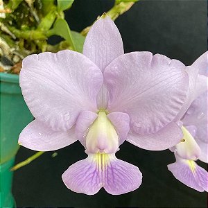 Muda de Walkeriana Cerúlea (3242)