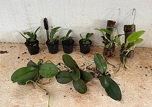 Kit I Mudas de Orquídeas Variadas