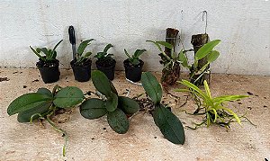 Kit II Mudas de Orquídeas Variadas