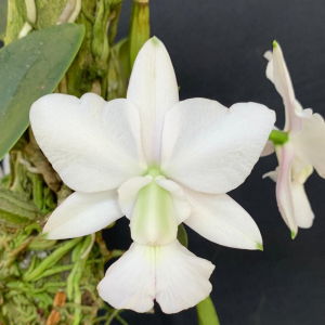 Muda de cruzamento de Walkeriana Alba (2756)