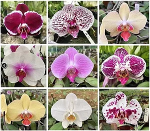 Kit 10 mudas de Phalaeonopsis