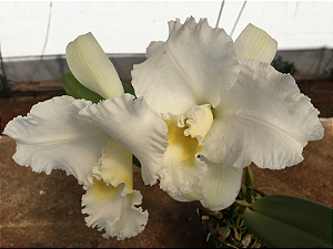 Orquídea Cattleya Empress Bells Stepheson x C Francis T C Au Floralia (S-048) - pré adulta