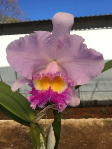 Cattleya Trianae Amesiana x self (S-036) - pré adulta