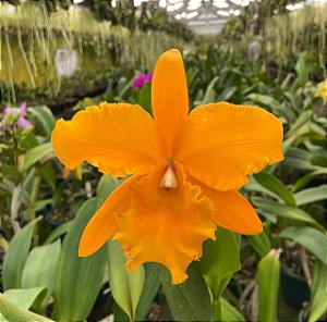 Cattleya BLC Chyong Guu Chaffinch Ta Hsin x BLC Orange Show Cloud Forest (S-087) - pré adulta