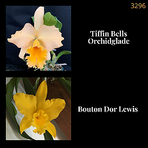 Tiffin Bells Orchidglade X Bouton Dor Lewis (3296)